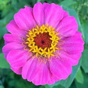 Meet your Posher, Tracy